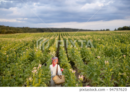 Woman gathers tobacco leaves on plantation Woman gathers tobacco leaves on plantation 94797620