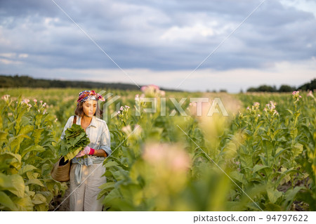 Woman gathers tobacco leaves on plantation Woman gathers tobacco leaves on plantation 94797622