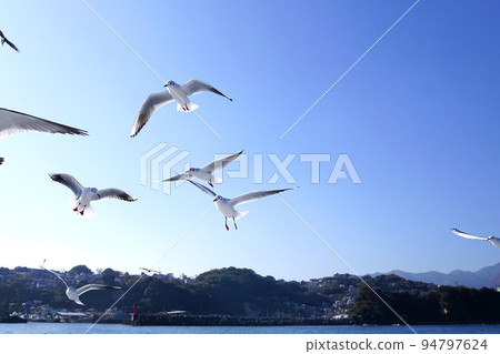 seagull 94797624