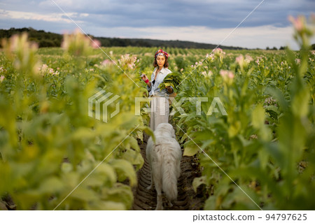 Woman gathers tobacco leaves on plantation 94797625