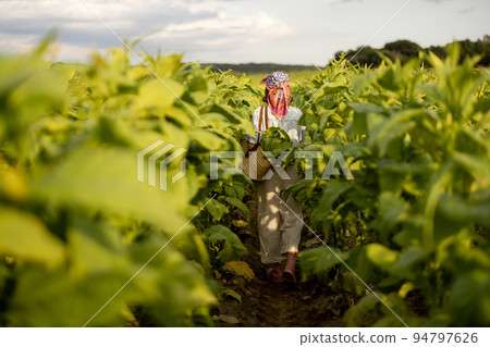 Woman gathers tobacco leaves on plantation Woman gathers tobacco leaves on plantation 94797626