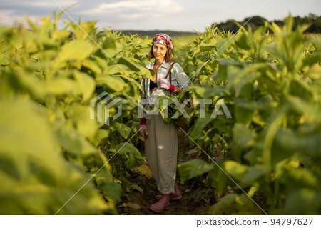 Woman gathers tobacco leaves on plantation 94797627