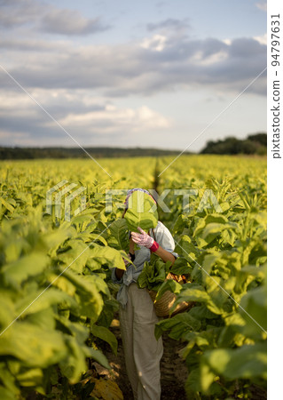 Woman gathers tobacco leaves on plantation Woman gathers tobacco leaves on plantation 94797631