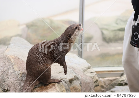 小爪水獺乞求零食 94797656