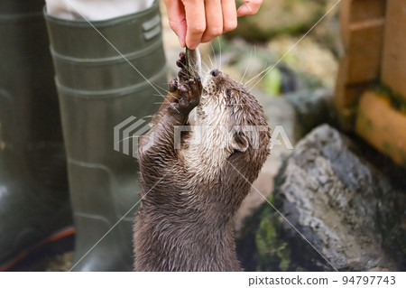 Small-clawed otter getting a snack 94797743