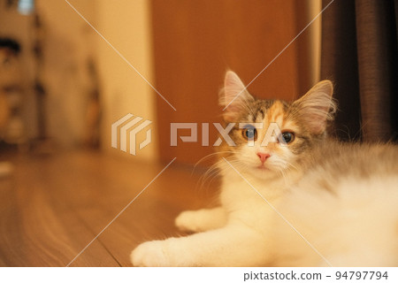 kitten looking at you kitten looking at you 94797794