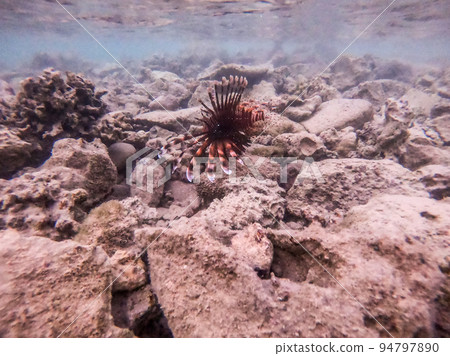 Close up view of Devil firefish or common lionfish (Pterois miles) at coral reef.. Close up view of Devil firefish or common lionfish (Pterois miles) at coral reef.. 94797890