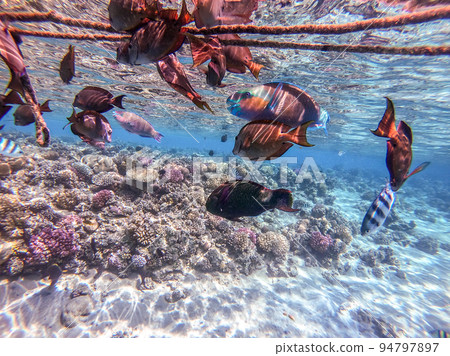 Shoal of differend kinds of the fish -  sailfin tang, Longnose Parrotfish, Picasso trigger, Birdmouth wrasse, Klunzinger's wrasse and other tropical fish swimming at the coral reef in the Red Sea, 94797897