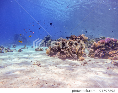 Underwater life of reef with corals, shoal of Lyretail anthias (Pseudanthias squamipinnis) and other kinds of tropical fish. Coral Reef at the Red Sea, Egypt. 94797898