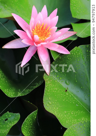 Shiwa Matsushima Garden Water Lilies 2022 Shiwa Matsushima Garden Water Lilies 2022 94797913