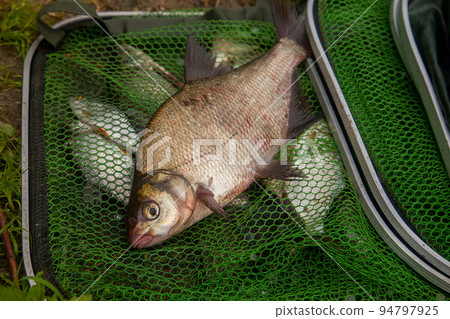 Successful fishing - big freshwater bream fish on keepnet with fishery catch in it.. 94797925