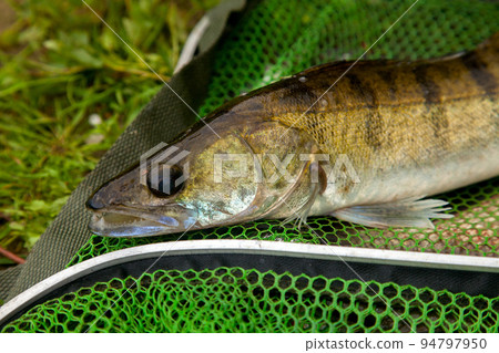 Freshwater zander on keepnet with fishery catch in it.. 94797950