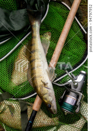 Freshwater zander and fishing rod with reel on keepnet with fishery catch in it.. Freshwater zander and fishing rod with reel on keepnet with fishery catch in it.. 94797952