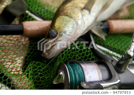 Freshwater zander and fishing rod with reel on keepnet with fishery catch in it.. Freshwater zander and fishing rod with reel on keepnet with fishery catch in it.. 94797953