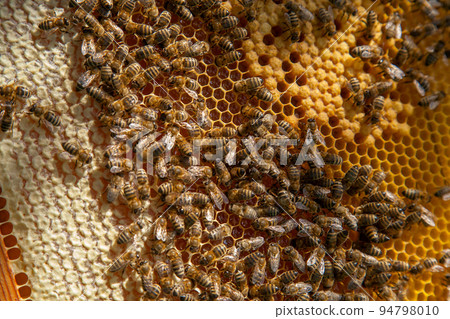 Working bees in a hive on honeycomb. Bees inside hive with sealed and open cells for their young.. Working bees in a hive on honeycomb. Bees inside hive with sealed and open cells for their young.. 94798010
