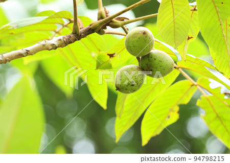 Japanese walnut fruit 94798215