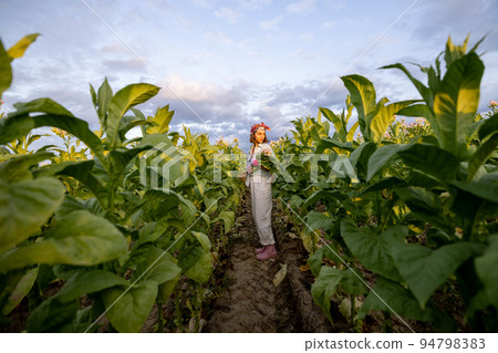 Woman gathers tobacco leaves on plantation Woman gathers tobacco leaves on plantation 94798383