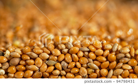 Texture of grain millet, close-up, macro shot 94798431