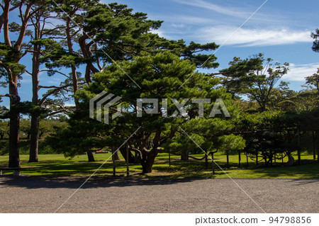 有鬆樹林的公園 有鬆樹林的公園 94798856