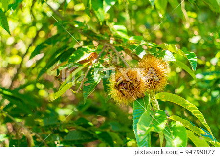 花園樹的栗子已經成熟 花園樹的栗子已經成熟 94799077