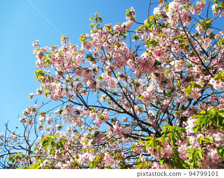 Cherry blossoms in full bloom Sakura Festival (Matsumae Town) Cherry blossoms in full bloom Sakura Festival (Matsumae Town) 94799101