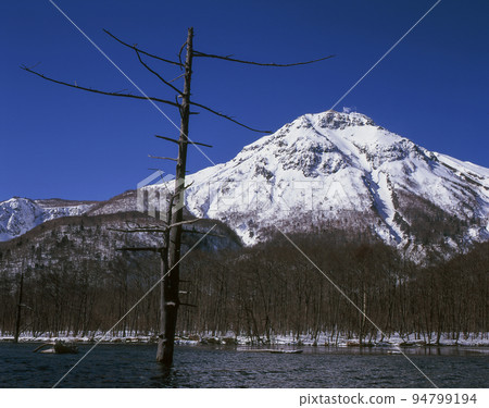 Nagano Prefecture, Northern Alps, Kamikochi, Mt. Yakedake and standing dead trees 94799194