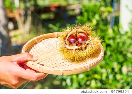 從菜園裡採摘栗子 去除毛刺 從菜園裡採摘栗子 去除毛刺 94799204