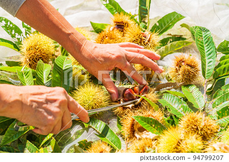 Harvesting chestnuts from the kitchen garden Removing burrs Harvesting chestnuts from the kitchen garden Removing burrs 94799207