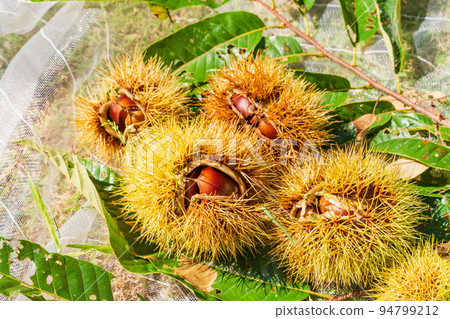 Harvesting chestnuts from the kitchen garden Removing burrs Harvesting chestnuts from the kitchen garden Removing burrs 94799212