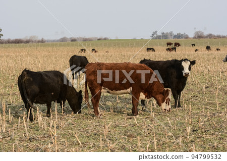 Steers grazing on the Pampas plain, Argentina 94799532