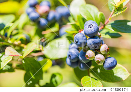 Blueberry fruit, which is produced by rice cultivation 94800174