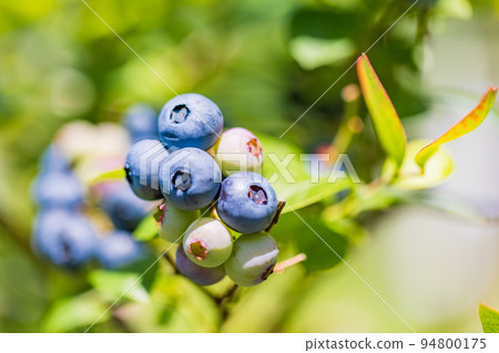 Blueberry fruit, which is produced by rice cultivation 94800175
