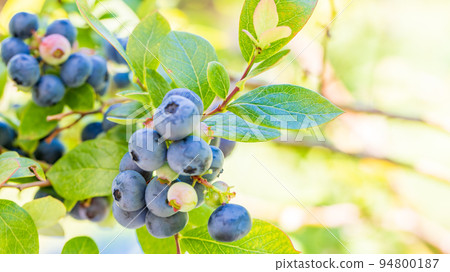 Blueberry fruit, which is produced by rice cultivation 94800187