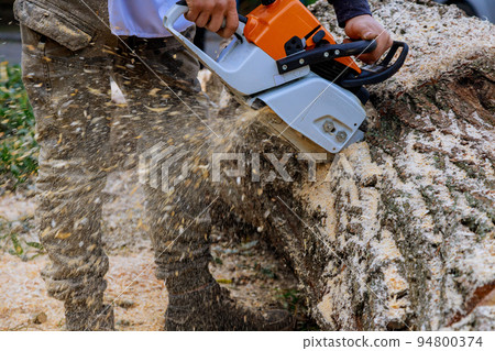 Worker with chainsaw sawing trees while a hurricane blows through, what is falling on the asphalt Worker with chainsaw sawing trees while a hurricane blows through, what is falling on the asphalt 94800374
