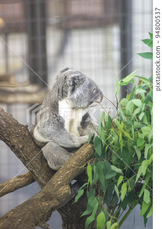 Koala in a meal Koala in a meal 94800537
