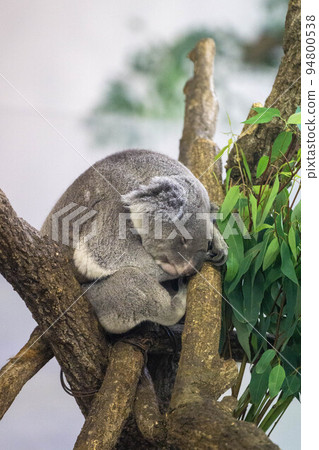 Sleeping koala Sleeping koala 94800538
