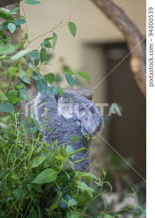 koala climbing koala climbing 94800539