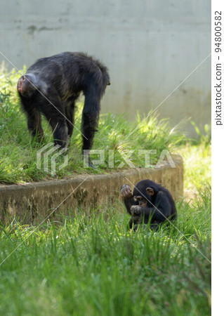動物 哺乳動物 性質 猴子 靈長類動物 野生 野生動物 猴子 猿 動物園 可愛 戶外 陸地下巴 動物 哺乳動物 性質 猴子 靈長類動物 野生 野生動物 猴子 猿 動物園 可愛 戶外 陸地下巴 94800582