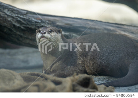 小爪水獺抬頭 小爪水獺抬頭 94800584