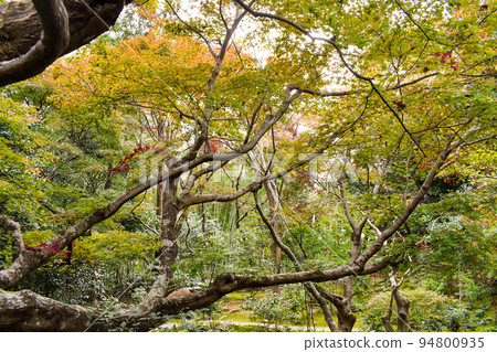 嵐山著名的紅葉世界“安蓮”【京都秋季秘密觀光】 嵐山著名的紅葉世界“安蓮”【京都秋季秘密觀光】 94800935