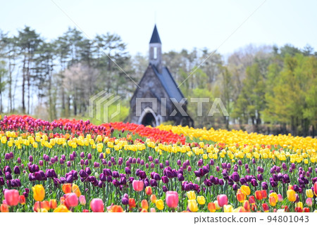建在鬱金香花田裡的小教堂 94801043