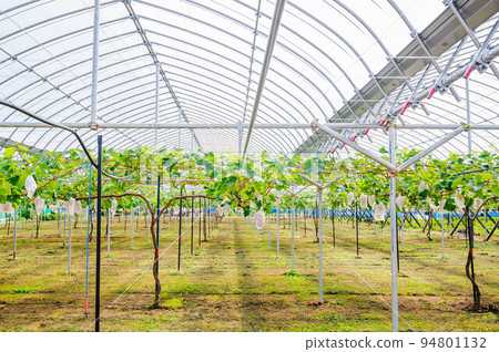 Bagged grapes in a greenhouse Bagged grapes in a greenhouse 94801132