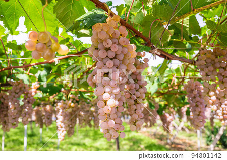 粉紅葡萄鹽尻 94801142