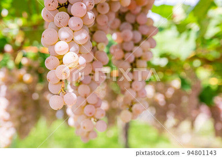 pink grapes in the sun 94801143