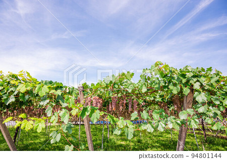 Blue sky and pink vineyards 94801144