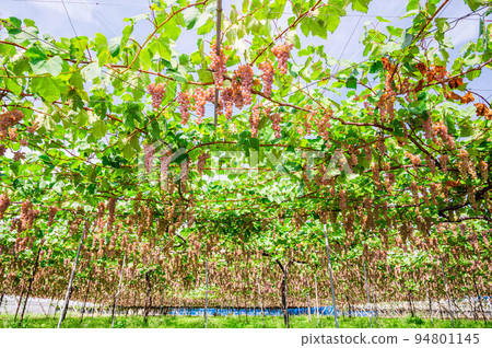 Pink vineyard Shiojiri 94801145