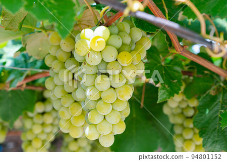 鹽尻葡萄園尼亞加拉 鹽尻葡萄園尼亞加拉 94801152