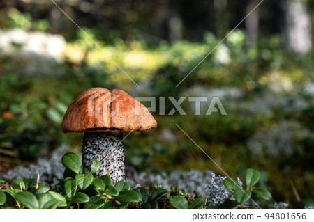 boletus mushroom among moss and lingonberry leaves in the autumn forest on a sunny day. boletus mushroom among moss and lingonberry leaves in the autumn forest on a sunny day. 94801656