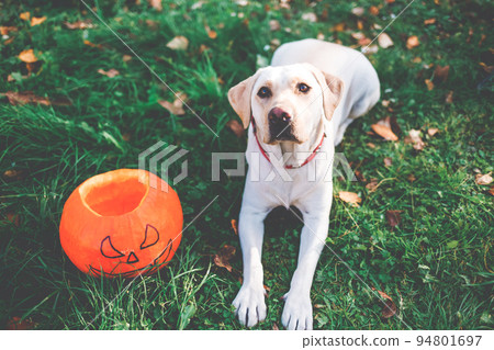 Beautiful yellow labrador lying down on the green grass outdoor with two orange pumpkins. Halloween or Thanksgiving autumn holiday. Beautiful yellow labrador lying down on the green grass outdoor with two orange pumpkins. Halloween or Thanksgiving autumn holiday. 94801697
