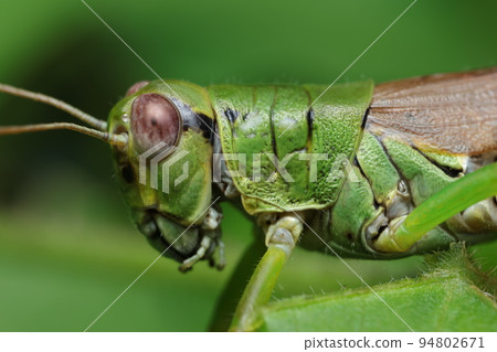 Profile of Yamato Falls Locust Profile of Yamato Falls Locust 94802671